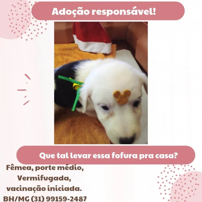 Cachorro raça Sem raça definida  idade Abaixo de 2 meses nome Jujuba