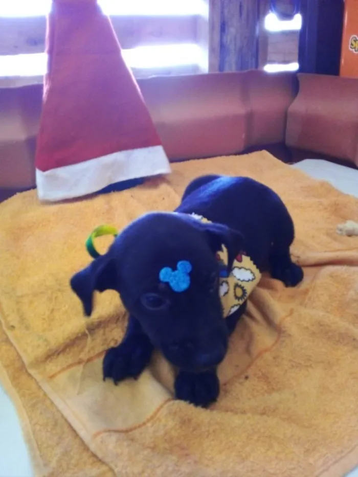 Cachorro raça Sem raça definida  idade Abaixo de 2 meses nome Cockie 