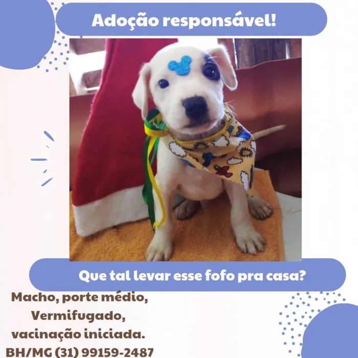 Cachorro raça Sem raça definida  idade Abaixo de 2 meses nome Chantili 