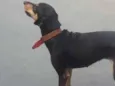 Tigresa