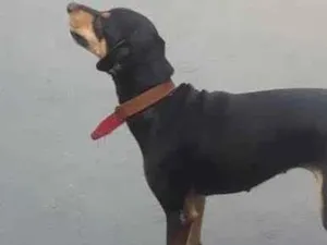 Cachorro raça Vira lata idade 5 anos nome Tigresa