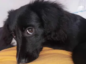 Cachorro raça Srd idade 2 a 6 meses nome Marceline