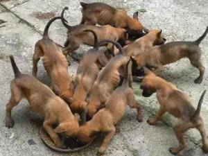 Cachorro ra a Pastor belga malinois idade 2 a 6 meses nome Filhotes 