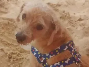 Cachorro raça Mestiço idade 5 anos nome Pingo