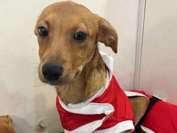 Cachorro raça SRD idade 2 a 6 meses nome Sem Nome