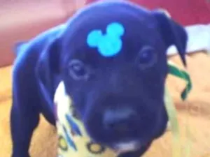 Cachorro raça Sem raça definida  idade Abaixo de 2 meses nome Oreo