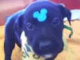 Oreo