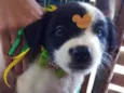 Babalu