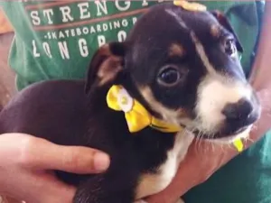 Cachorro raça Sem raça definida  idade Abaixo de 2 meses nome Cacau