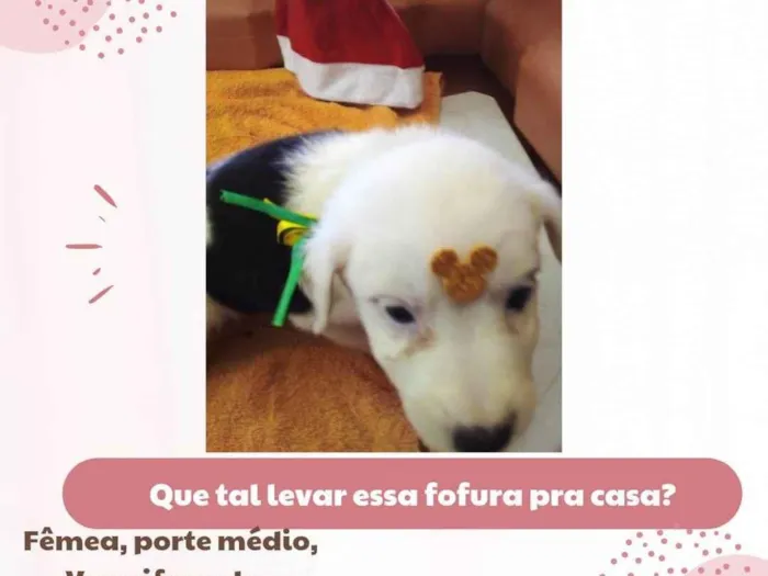 Cachorro raça Sem raça definida  idade Abaixo de 2 meses nome Jujuba