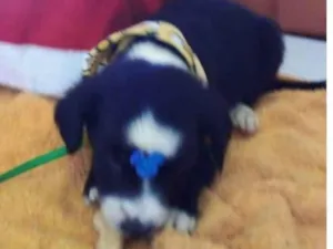 Cachorro raça Sem raça definida  idade Abaixo de 2 meses nome Sushi