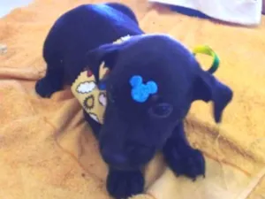 Cachorro raça Sem raça definida  idade Abaixo de 2 meses nome Cockie 