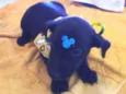 Cockie