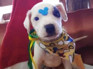 Cachorro raça Sem raça definida  idade Abaixo de 2 meses nome Chantili 