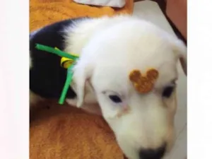 Cachorro raça Sem raça definida  idade Abaixo de 2 meses nome Jujuba