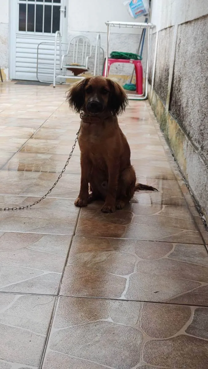 Cachorro ra a Cocker com vira lata  idade 2 a 6 meses nome Lucky 