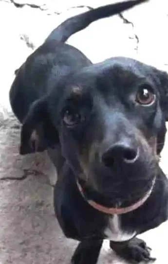 Cachorro ra a srd com salsicha idade 1 ano nome Dorinha