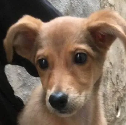 Cachorro ra a srd com salsicha idade 2 a 6 meses nome Juju