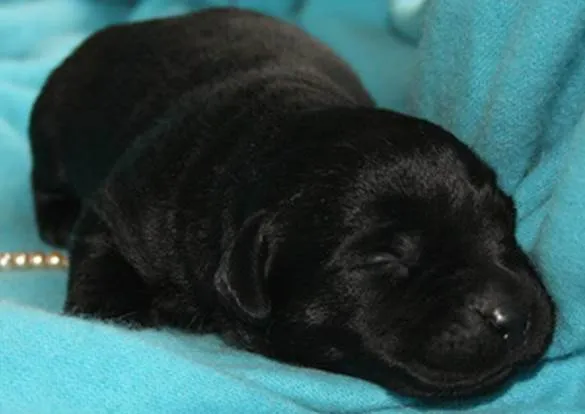Cachorro ra a srd com salsicha idade Abaixo de 2 meses nome Bibi