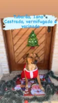 Tubarão