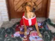 Tubarão
