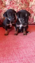 Lyon e Zeus