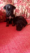 Lyon e Zeus