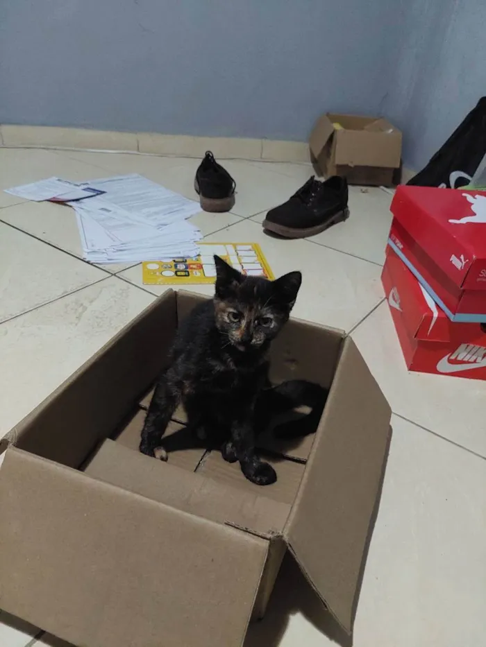 Gato ra a Vira lata idade 2 a 6 meses nome Sem nome