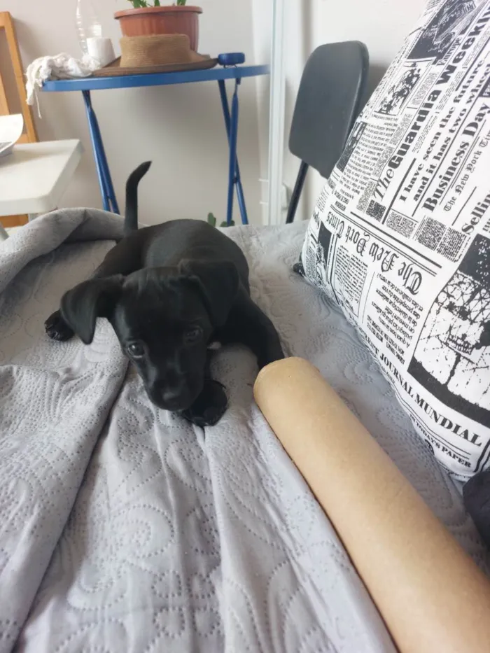Cachorro raça Srd idade 2 a 6 meses nome Cacau