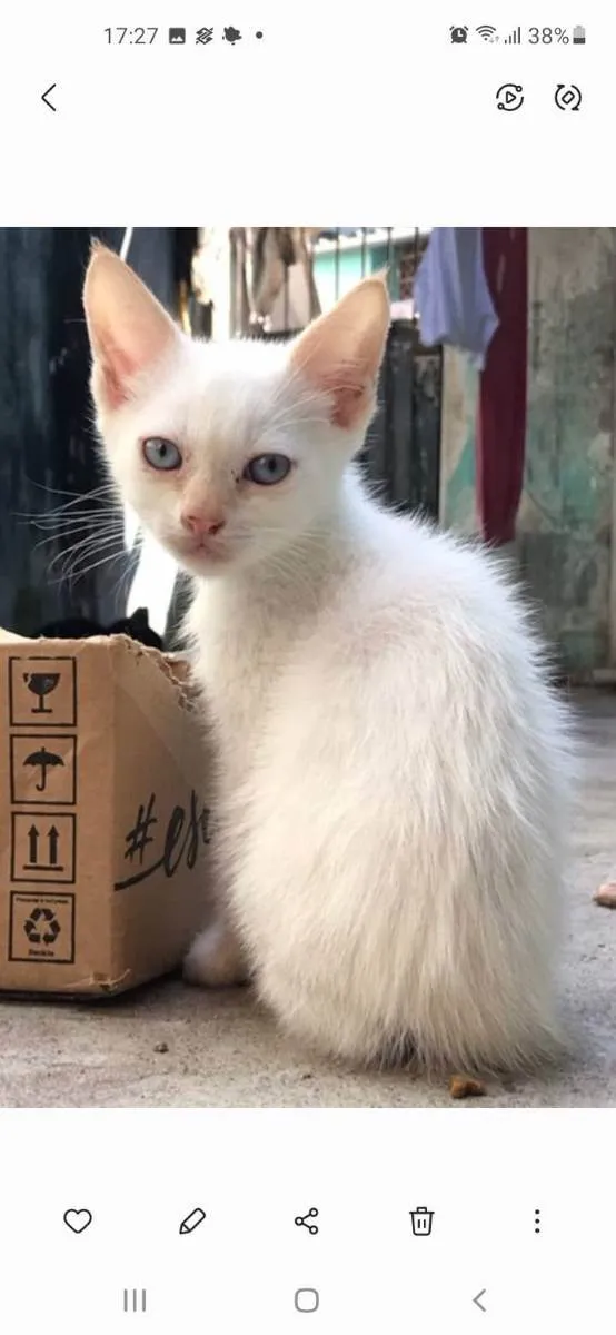 Gato ra a não sei informar idade 2 a 6 meses nome Ainda não temos