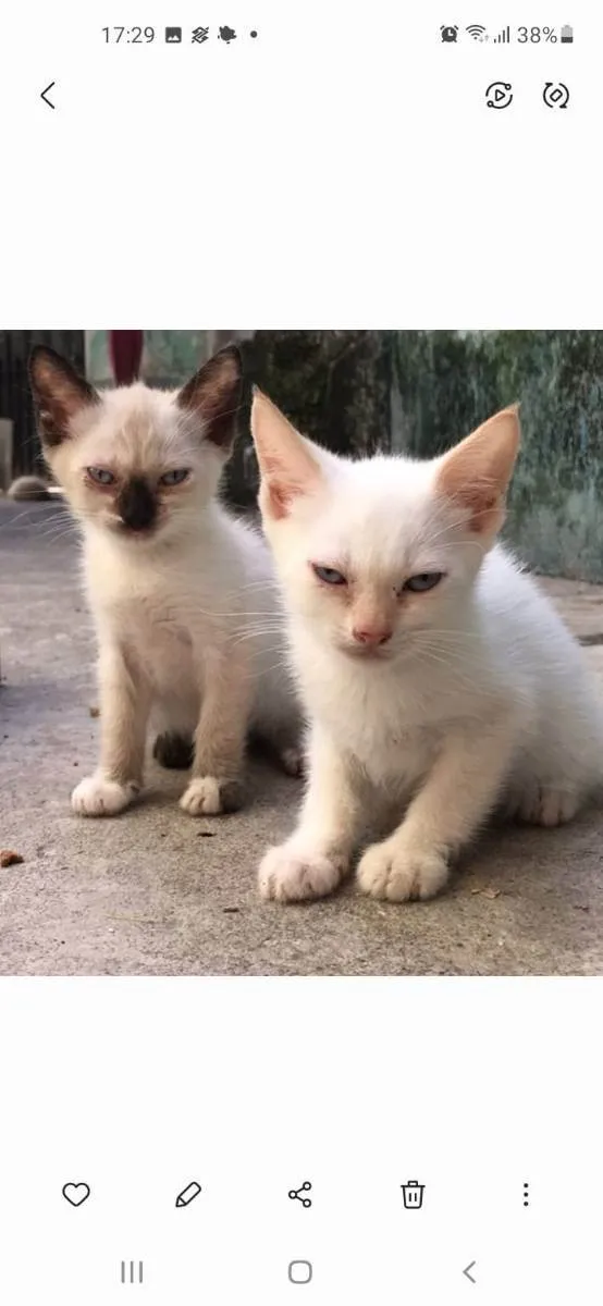 Gato ra a não sei informar idade 2 a 6 meses nome Ainda não temos