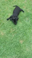 Cacau