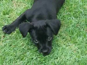 Cachorro raça Srd idade 2 a 6 meses nome Cacau