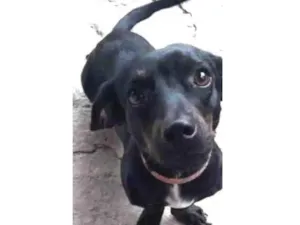 Cachorro raça srd com salsicha idade 1 ano nome Dorinha