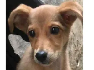 Cachorro raça srd com salsicha idade 2 a 6 meses nome Juju