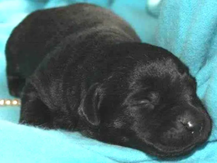 Cachorro ra a srd com salsicha idade Abaixo de 2 meses nome Bibi
