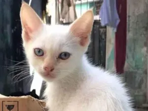 Gato raça não sei informar idade 2 a 6 meses nome Ainda não temos