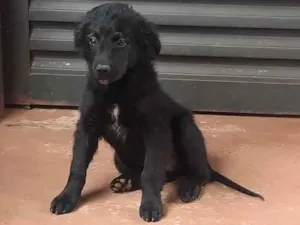 Cachorro raça Indefini# idade 2 a 6 meses nome Luna