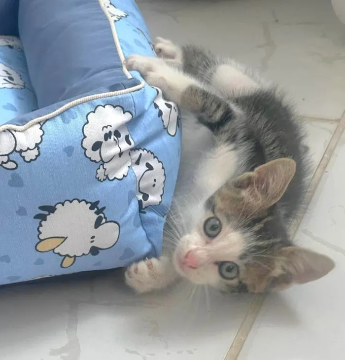 Gato raça Srd idade Abaixo de 2 meses nome CHARLIE