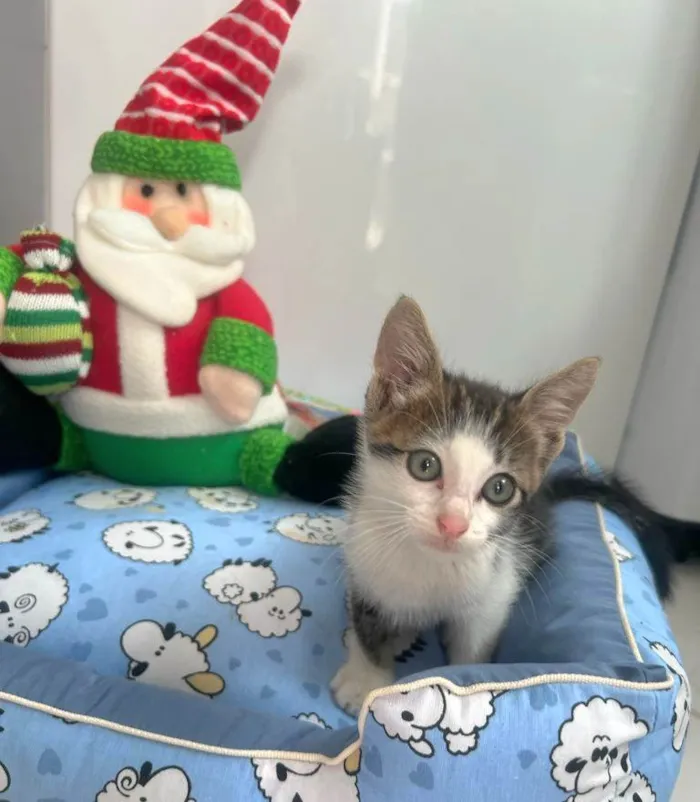 Gato raça Srd idade Abaixo de 2 meses nome CHARLIE