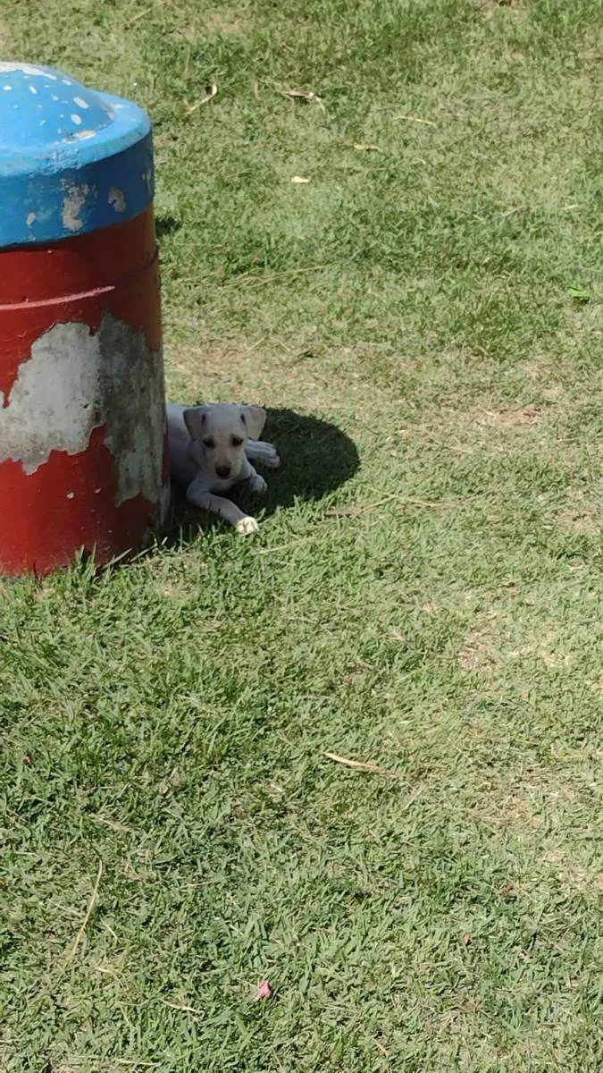 Cachorro raça  idade Abaixo de 2 meses nome Bela