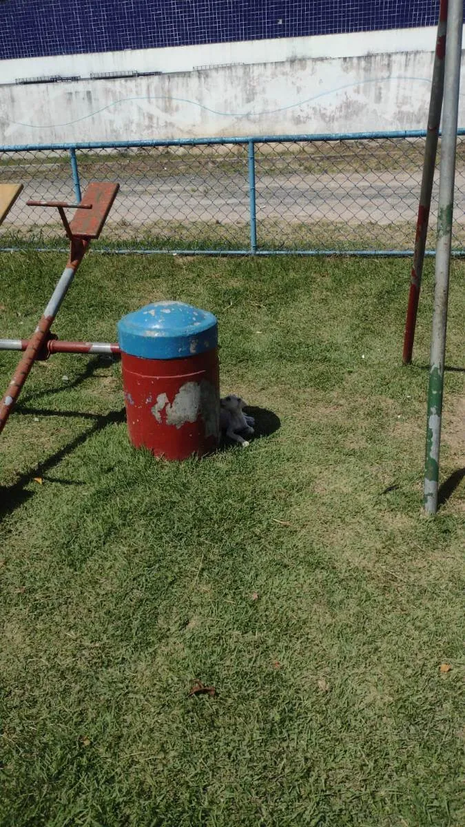 Cachorro raça  idade Abaixo de 2 meses nome Bela