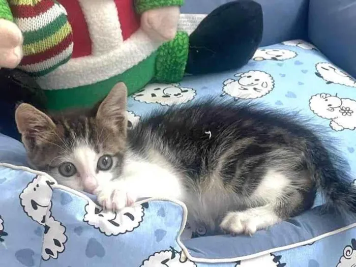 Gato raça Srd idade Abaixo de 2 meses nome CHARLIE