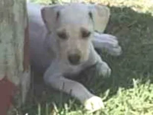 Cachorro raça  idade Abaixo de 2 meses nome Bela