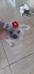 Lilica