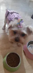 Lilica