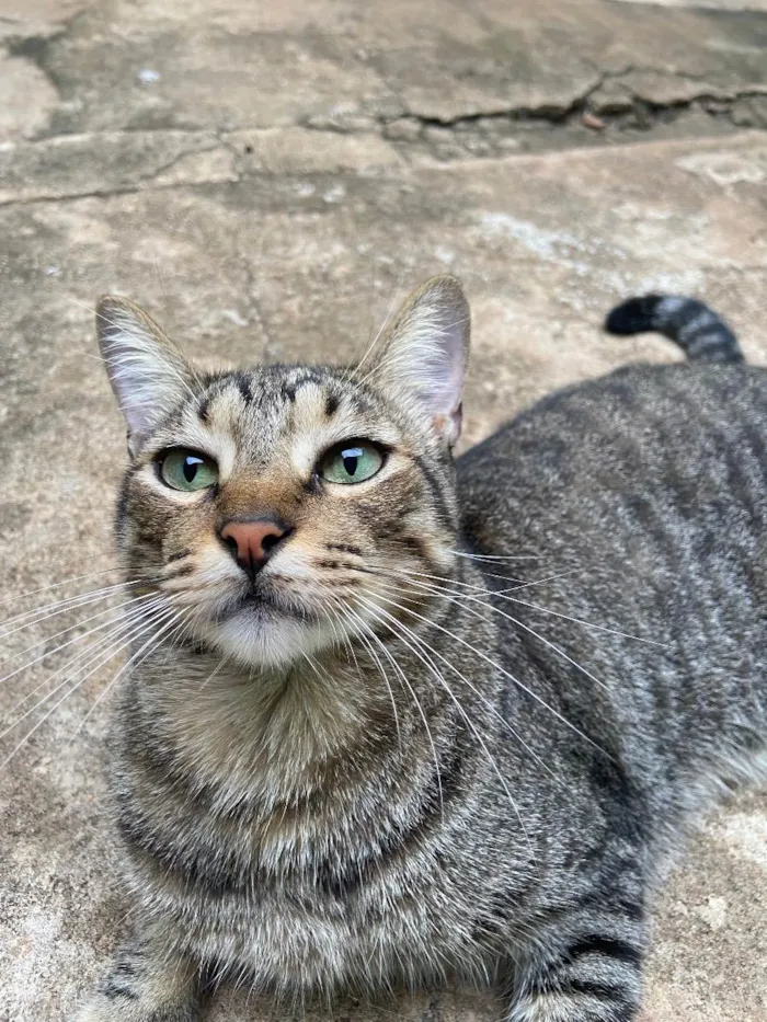 Gato ra a Não definida  idade 2 anos nome Gatos castrados 