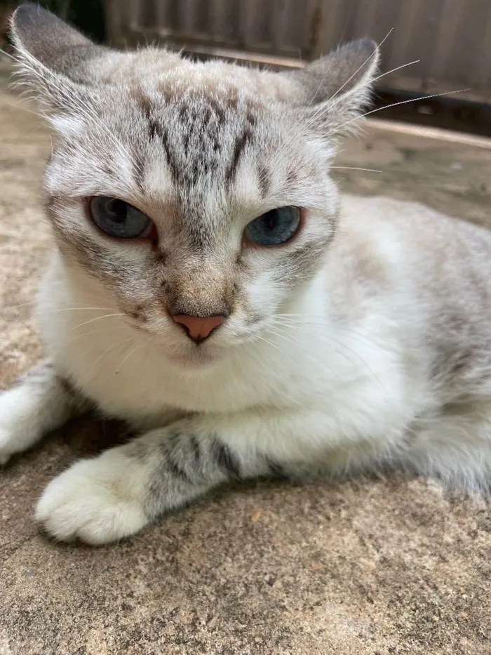 Gato ra a Não definida  idade 2 anos nome Gatos castrados 