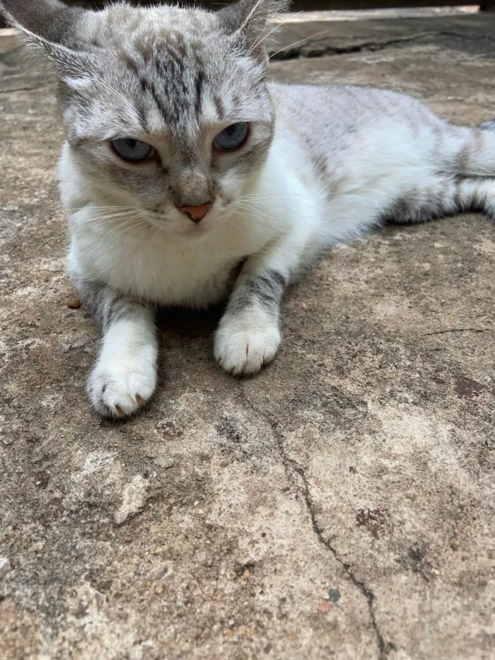 Gato ra a Não definida  idade 2 anos nome Gatos castrados 