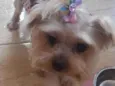 Lilica